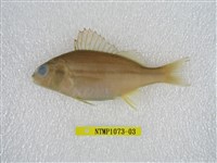 藏品(四線雞魚)的圖片